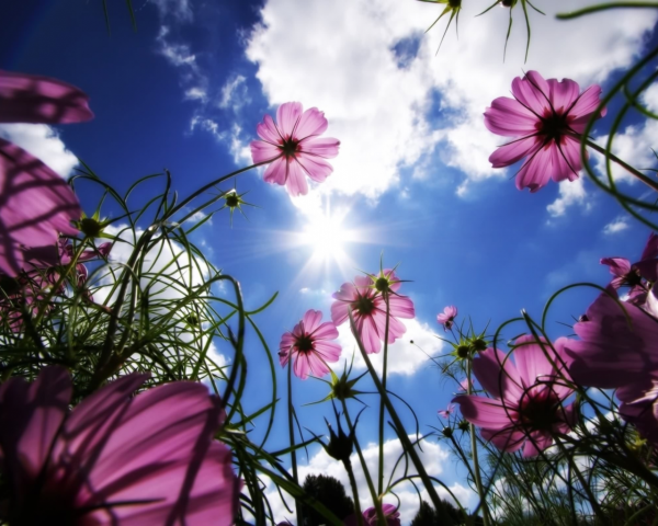 Красивый летний фон