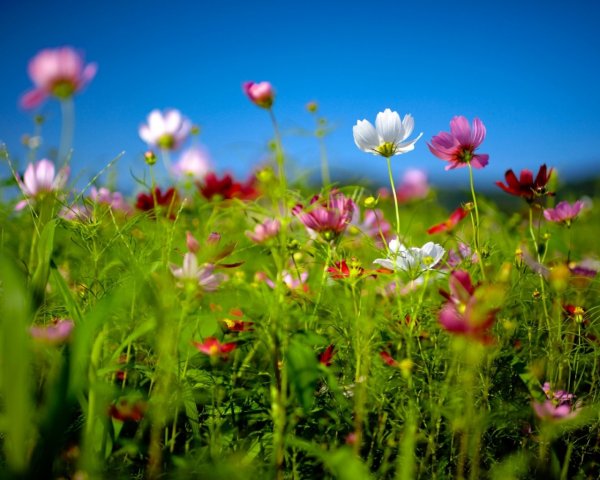 Цветущая природа