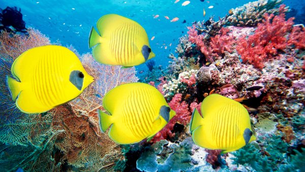 Подводный мир красного моря Хургада