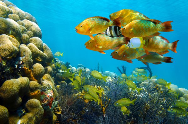 Подводный мир красного моря