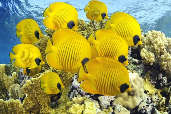 Подводный мир красного моря