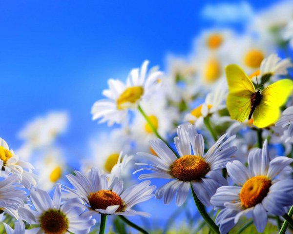 Пейзаж с пальмами