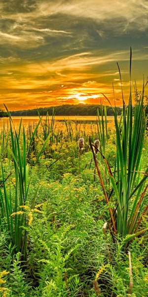 Летние цветы