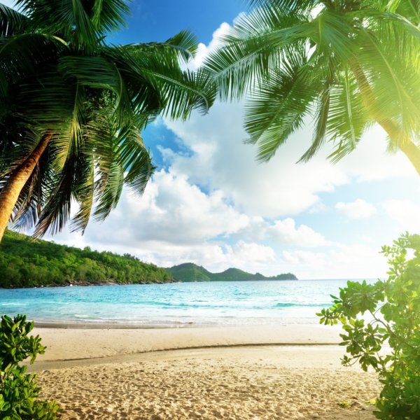 Фон острова с пальмами