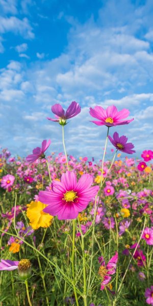 Природа вертикальные