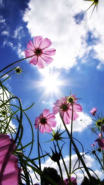 Луговые цветы