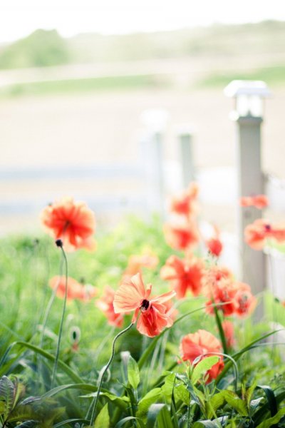 Летние обои