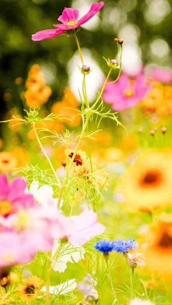 Летний пейзаж