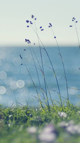 Летние цветы с бабочками