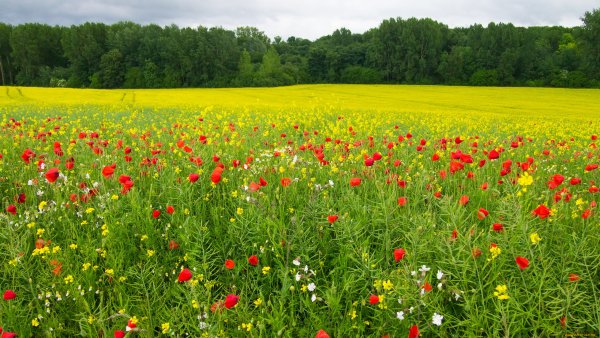 Березовая аллея лето