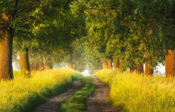 Лето солнце