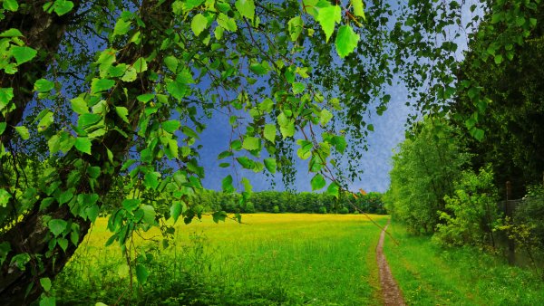 Природа деревья