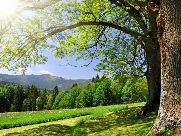 Красивый лес