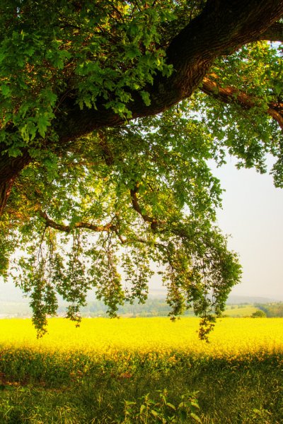 Березовая роща озеро Ивановская область