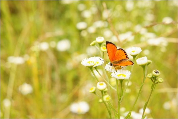 Мгновения лета