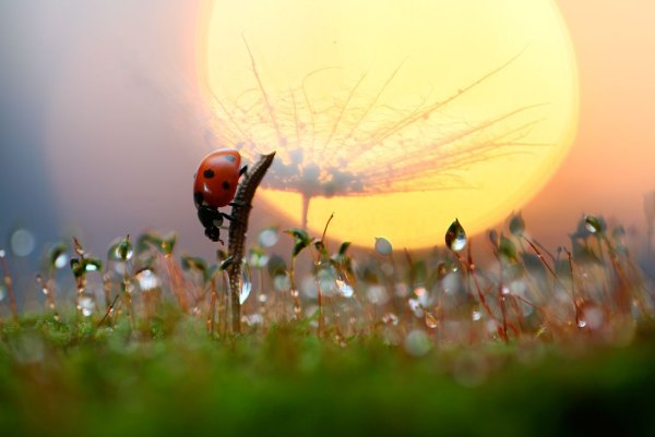 Лето Макросъемка