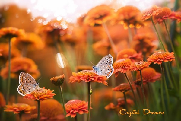 Красота природы в мелочах