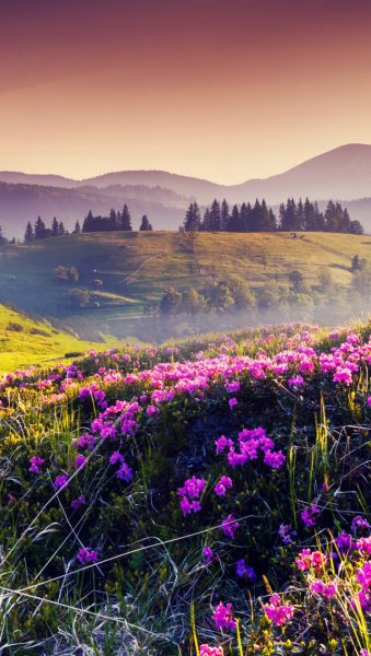 Природа река