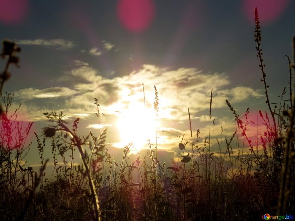 Летний вечер