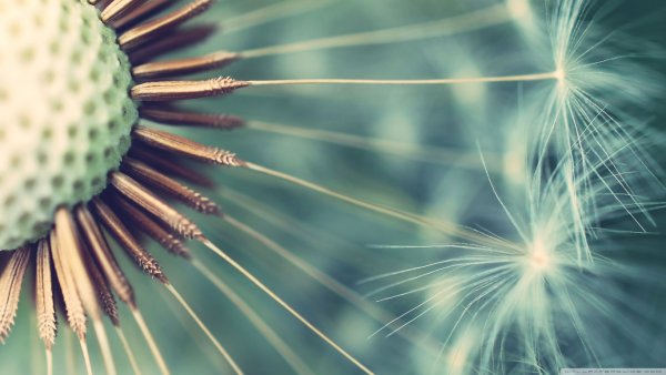 Красивая летняя природа