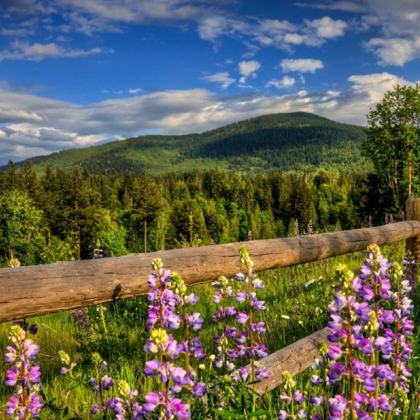 Лесное озеро (Forest Lake)