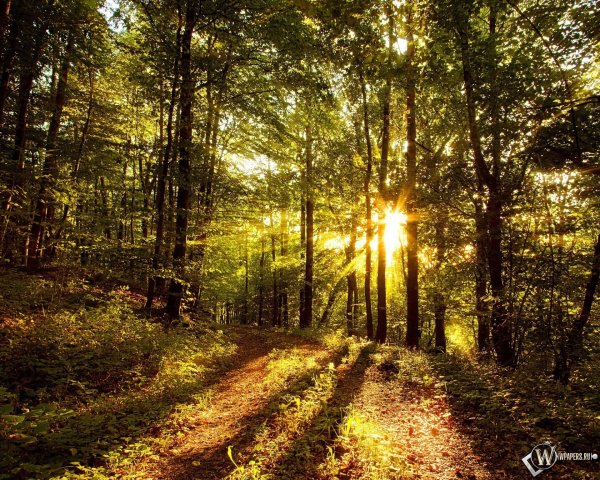 Природа зелень трава