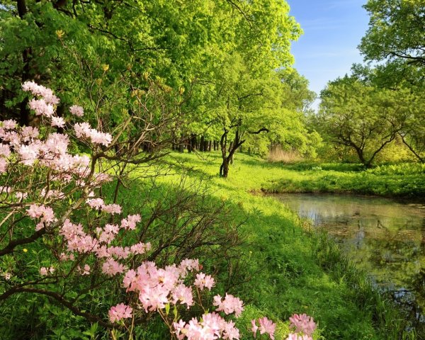 Летнее поле