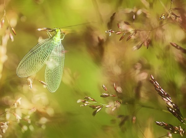Девочка и море