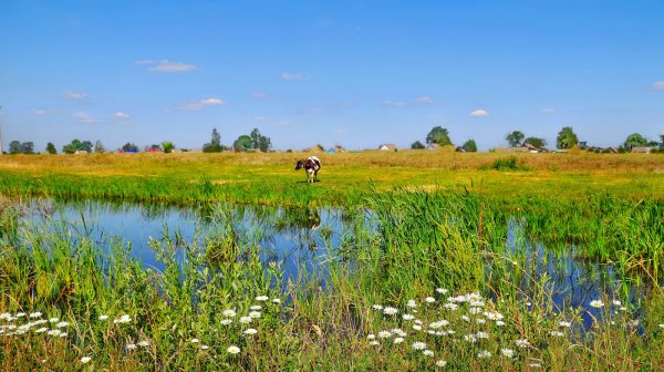 Летняя природа в деревне