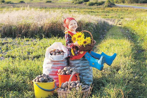 Осень сбор урожая