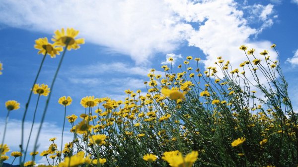 Поле солнце