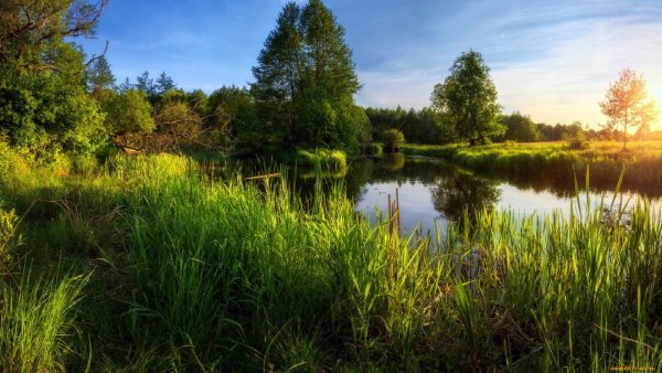 Летняя природа