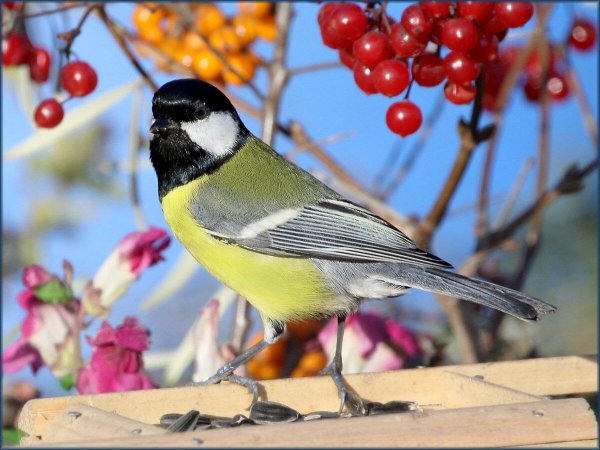 Синичка летом