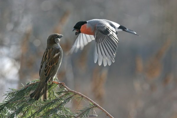 Снегирь в полете