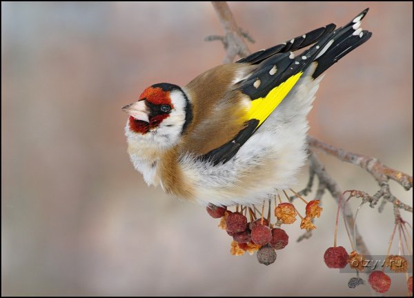 Зимующие птицы щегол