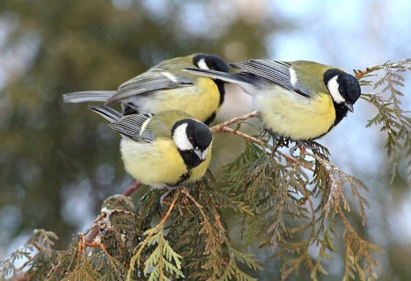Синица в зимнем лесу