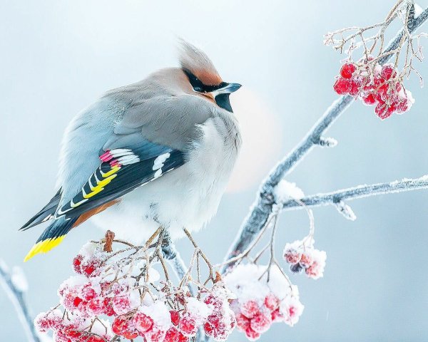 Снегирь свиристель Щур