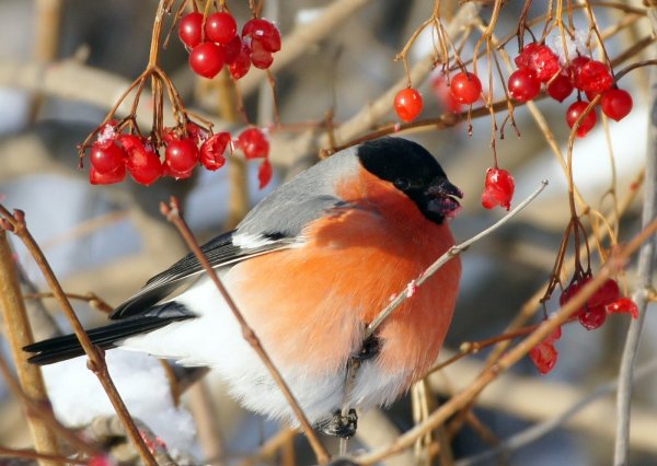Снегирь (обыкновенный Снегирь) (pyrrhula pyrrhula)