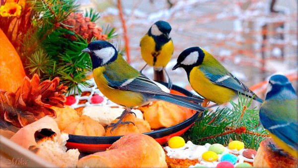 Синичка зима