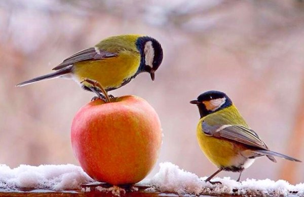 Синички зимой