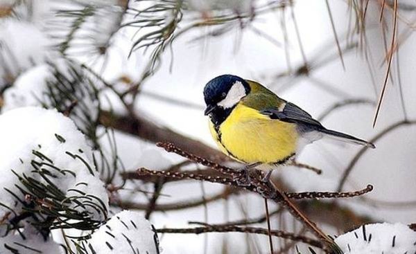 Зимующие птицы России синица