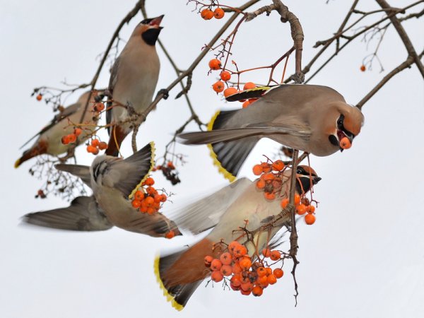 Свиристели стая