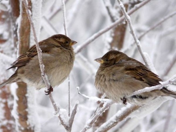 Воробушки зимой