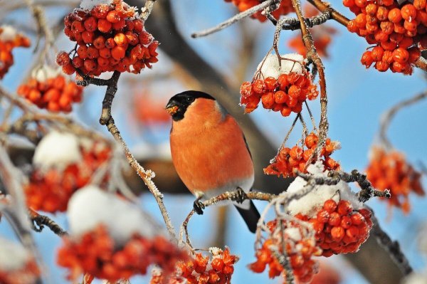 Птицы России зимой