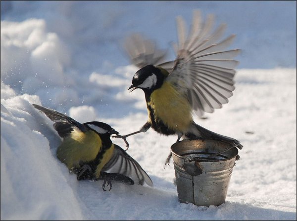 Воробей Сеница Снегири