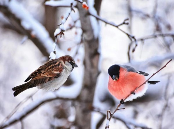 Зимующая птица Воробей домовый