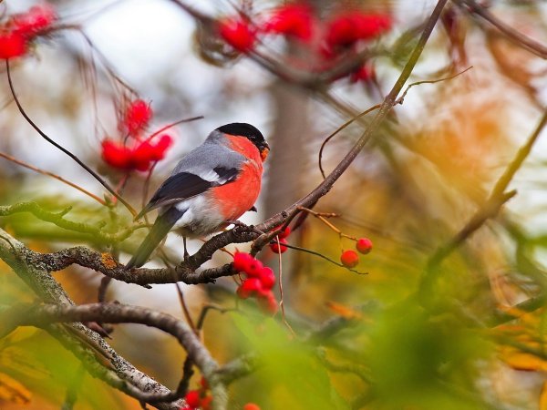 Синичка и Снегирь