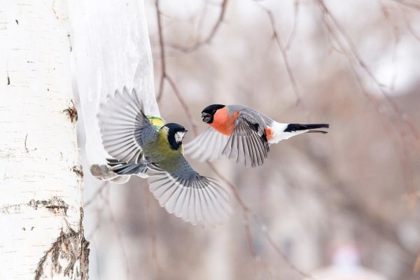 Желтоспинный Снегирь