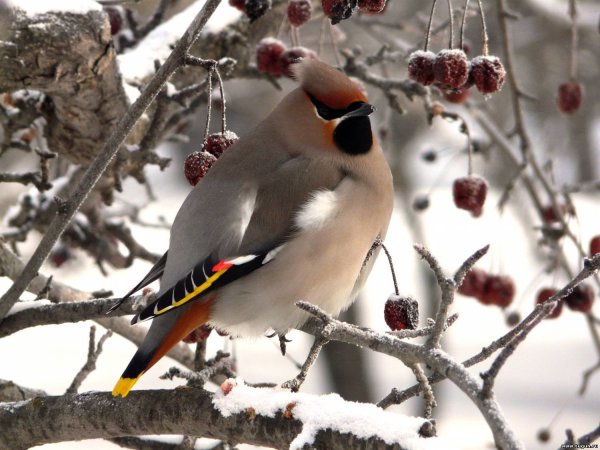 Снегирь летит