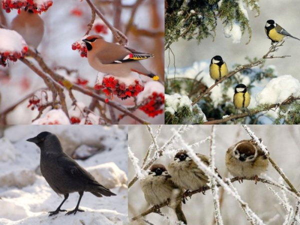 Зимующие птицы Татарстана